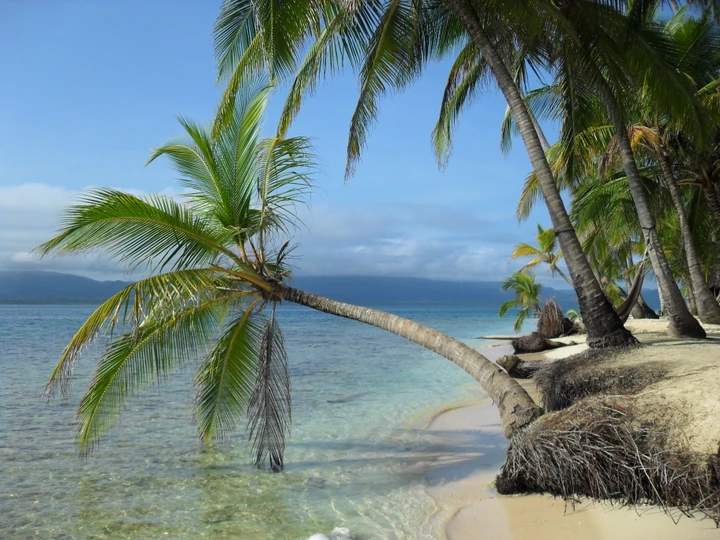 Palm trees leaning over a quiet tropical beach and clear water
